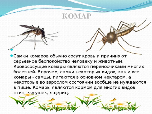 Сколько живут самки. Комар самец и самка отличия. Самец комара обыкновенного отличие от самки. Самки и самцы комаров. Самка комара.