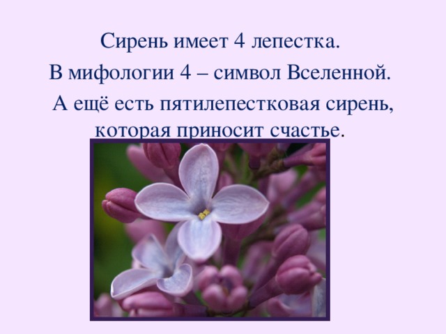 Сирень имеет 4 лепестка. В мифологии 4 – символ Вселенной. А ещё есть пятилепестковая сирень, которая приносит счастье . 