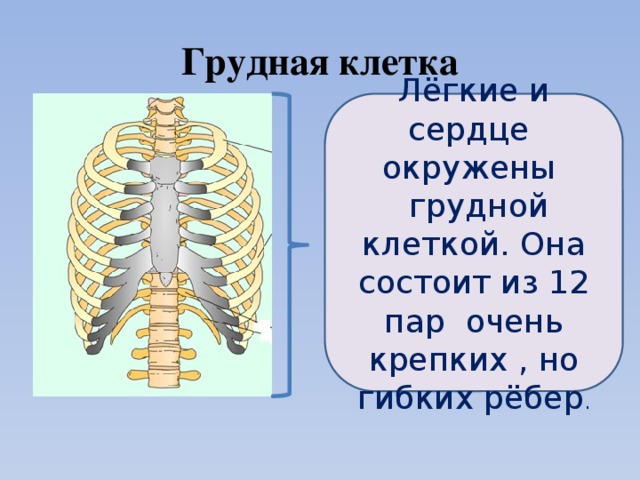 Грудная состоит из. Грудная клетка состоит из 12 пар ребер. Грудная клетка состоит из 12 пар ребер , 1 Грудина. Грудная клетка 12 пар ребер 12 грудных. Грпудная клетка состоит и з.