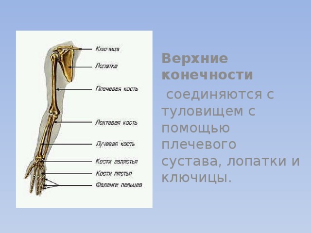 Отдел скелета локтевой кости. Опорно-двигательная система верхних конечностей. Преобразование свободных конечностей. Как свободная конечность соединяется с туловищем. Какой отдел скелета образуют кости у хамелеона.