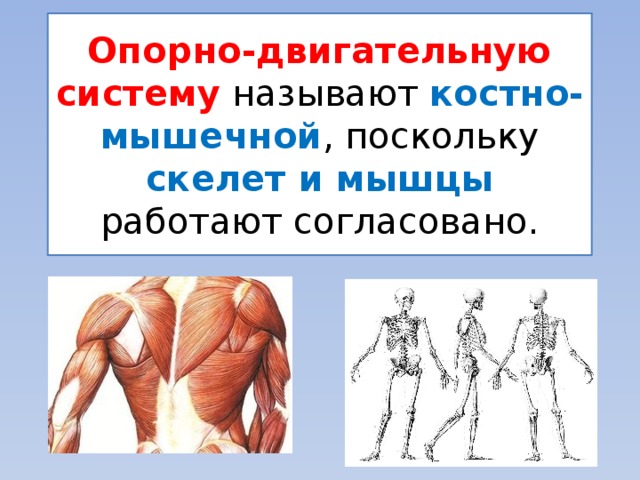 Назови активную. Полное развитие костно-мышечной системы человека заканчивается. Приобретена костно мышечной системы. Правильный ответ о костно мышечной системе. Уровни операций на костно-мышечной системе.