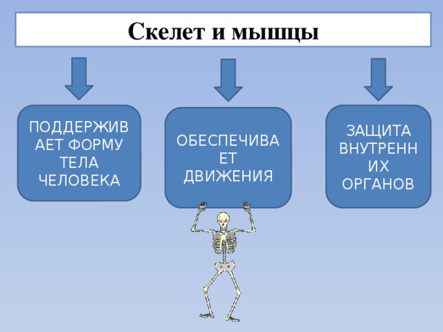 Опора тела и движение 3. Опора тела и движение 3 класс. Скелет опора человека 3 класс. Скелет опора тела 3 класс. Опора тела человека 3 класс.