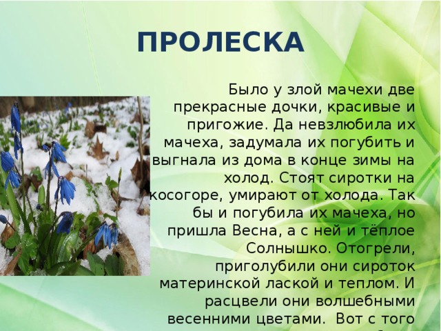 Первоцветы забайкаловедение 3 класс презентация