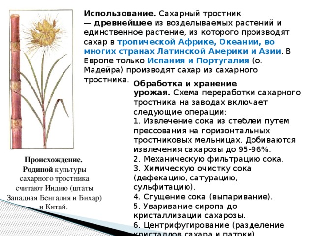 Страны производства сахарного тростника. Сахарный тростник строение. Сахарный тростник происхождение. Информация о сахарном тростнике. Сахарный тростник доклад.