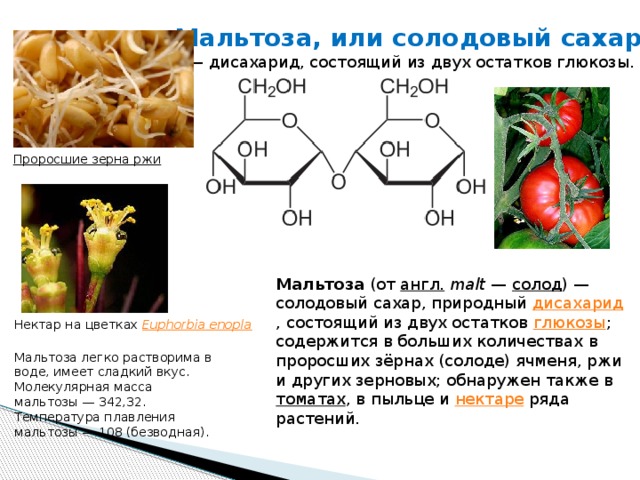 Мальтоза, или солодовый сахар , — дисахарид, состоящий из двух остатков глюкозы. Проросшие зерна ржи Мальтоза  (от  англ.   malt  —  солод ) — солодовый сахар, природный дисахарид , состоящий из двух остатков  глюкозы ; содержится в больших количествах в проросших зёрнах (солоде) ячменя, ржи и других зерновых; обнаружен также в  томатах , в пыльце и  нектаре  ряда растений. Нектар на цветках  Euphorbia  enopla Мальтоза легко растворима в воде, имеет сладкий вкус. Молекулярная масса мальтозы — 342,32. Температура плавления мальтозы — 108 (безводная). 