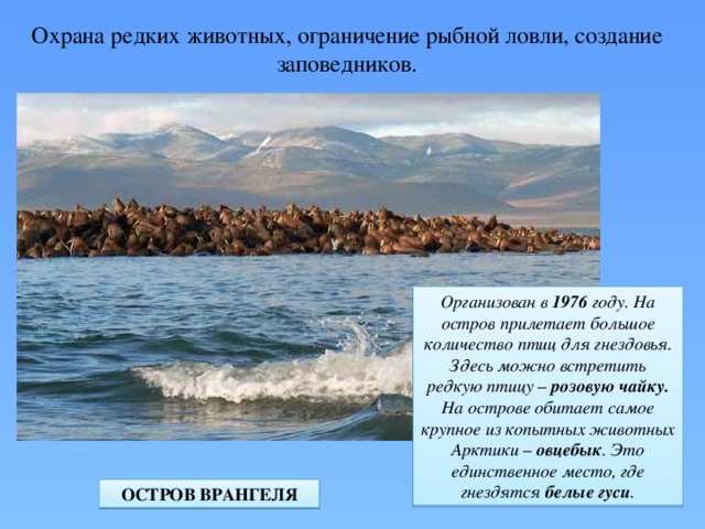 Охрана редких животных, ограничение рыбной ловли, создание заповедников. Организован в 1976 году. На остров прилетает большое количество птиц для гнездовья. Здесь можно встретить редкую птицу – розовую чайку. На острове обитает самое крупное из копытных животных Арктики – овцебык . Это единственное место, где гнездятся белые гуси . ОСТРОВ ВРАНГЕЛЯ 