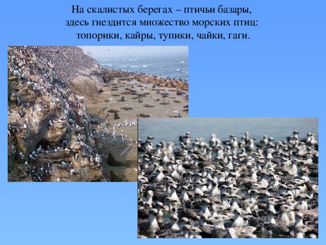 На скалистых берегах – птичьи базары, здесь гнездится множество морских птиц: топорики, кайры, тупики, чайки, гаги. 
