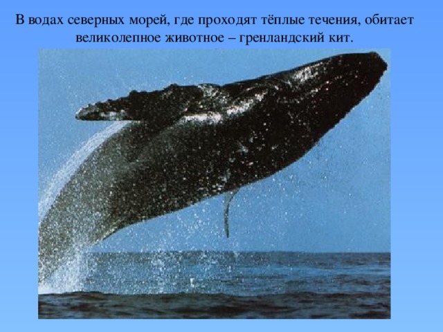 В водах северных морей, где проходят тёплые течения, обитает великолепное животное – гренландский кит. 