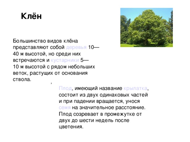 Диаметр ствола клена. Высота клена. Клен 5 лет высота. Высота диаметр дерева клен.