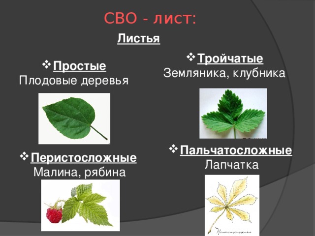 Особенности листа розоцветных растений