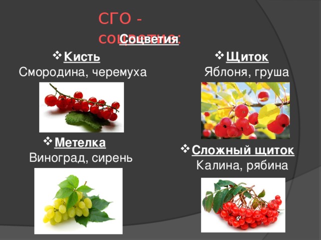 СГО - соцветие: Соцветия Щиток Кисть  Яблоня, груша  Смородина, черемуха Метелка   Виноград, сирень Сложный щиток   Калина, рябина 