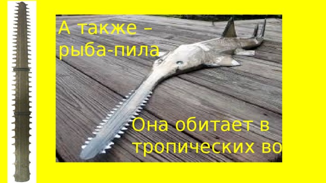 Рыба пила анекдот. Рыба-пила. рыба пила прикол. рыба пила презентация. рыба пила смешные картинки.