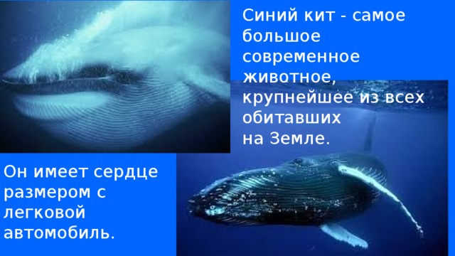 Самое крупное современное животное синий кит. Чтоб быть таким большим как кит хороший нужен аппетит. Размер сердца синего кита. Стих что чтобы быть таким большим как кит хороший нужен аппетит. Где обитает синий кит.