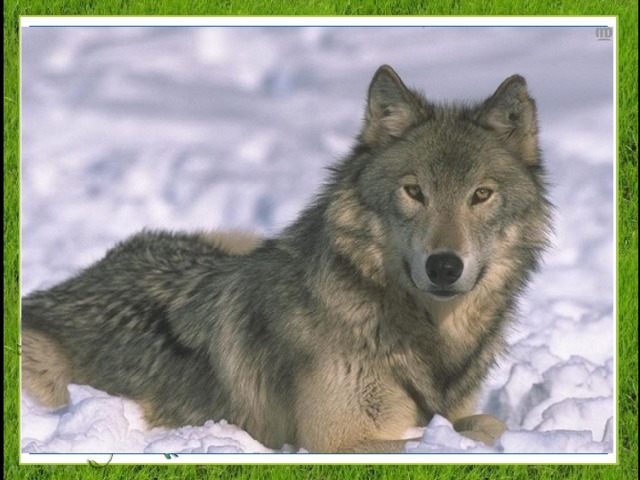 На собаку он похож.  Что ни зуб, то острый нож!  Он бежит, оскалив пасть.  На овцу готов напасть . 