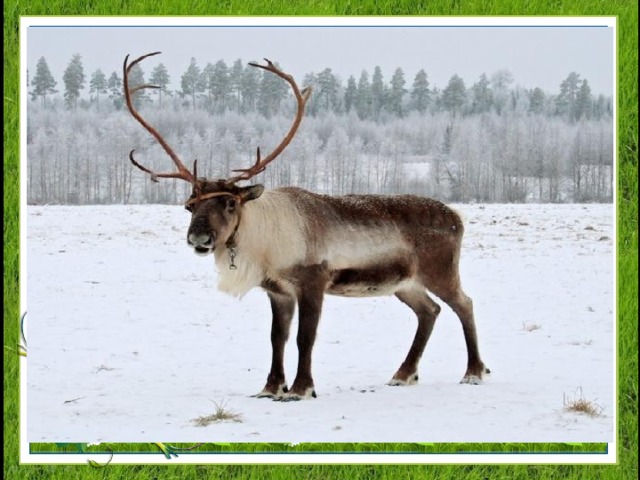 Погоняемый кнутом,  Мчится в упряжи, потом  Травку щиплет целый день  Стройный северный 