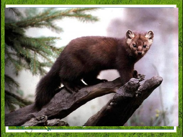 В природе он в тайге живет,  Не царствует там тополь,  Где хвойный лес, сосна растет,  Мелькнет красавец...  