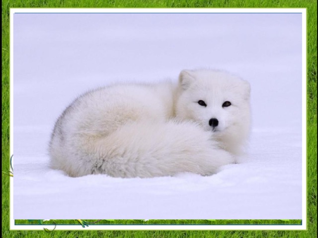 Этот зверь, себе на грех,   Дорогой имеет мех.   Двести сорок три стрелка   День и ночь палят в зверька . 