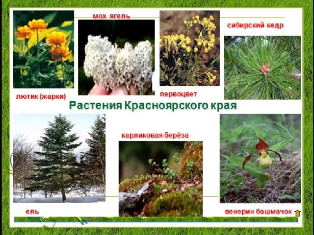 Растительный мир Красноярского края! 