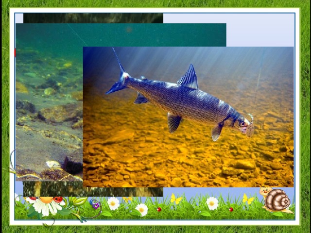 Обитатели рек 