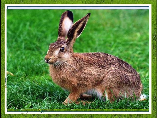 У косого нет берлоги, не нужна ему нора,  От врагов спасают ноги, а от голода – кора. 