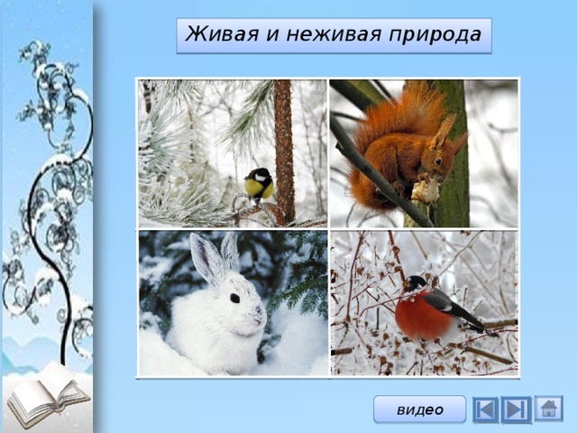 Изменения в неживой природе зимой. Зимние изменения в живой природе. Сезонные изменения в живой природе зимой. Живая и неживая природа зимой. Зимние изменения в природе 2 класс.