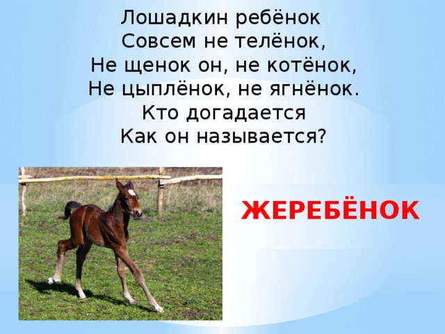 Жеребенок имя кличка