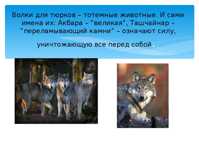 Волки для тюрков – тотемные животные. И сами имена их: Акбара – “великая”, Ташчайнар – “переламывающий камни” – означают силу, уничтожающую все перед собой . 