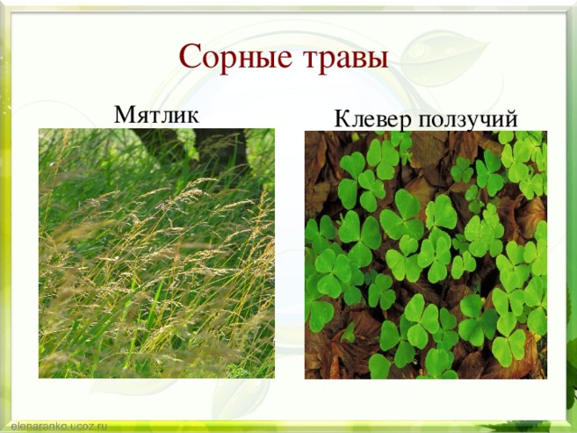 кормовые травы. клевер мятлик. мятлик соцветие. кормовые растения мятлик и тимофеевка. сидерат мятлик.