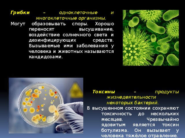 Грибки – одноклеточные и многоклеточные организмы. Могут образовывать споры. Хорошо переносят высушивание, воздействие солнечного света и дезинфицирующих средств. Вызываемые ими заболевания у человека и животных называются кандидозами. Токсины – продукты жизнедеятельности некоторых бактерий. В высушенном состоянии сохраняют токсичность до нескольких месяцев. Чрезвычайно ядовитым является токсин ботулизма. Он вызывает у человека тяжёлое отравление. 