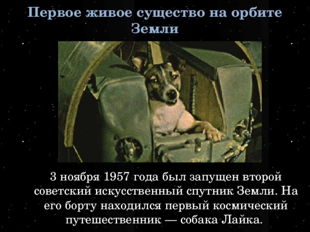 Какое имя носил 1 спутник. Собака лайка 1957. 1957 Году запущена на орбиту собака лайка.. Первое живое существо на орбите земли. Живое существо на орбите 3 ноября 1957г..