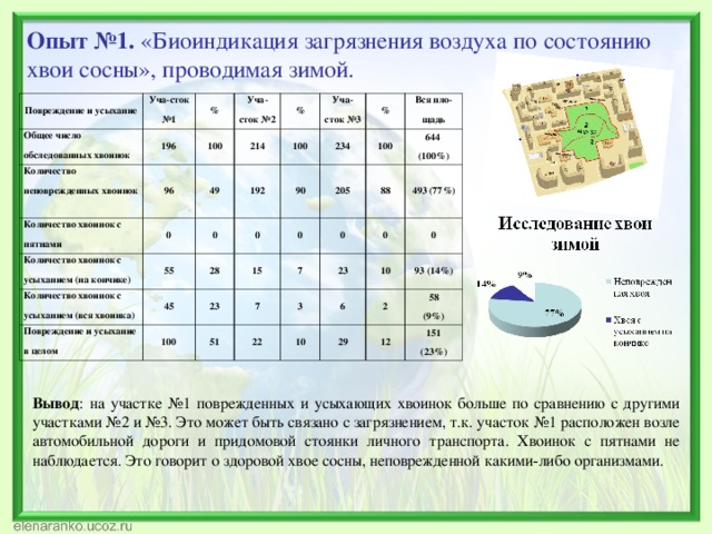 Сосна вывод. Оценка качества воздуха по состоянию хвои сосны. Биоиндикация воздушного загрязнения по состоянию хвои сосны. Биоиндикация загрязнения воздуха по состоянию сосны обыкновенной. Биоиндикация воздуха по состоянию хвои обыкновенной.