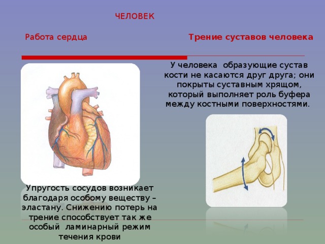 ЧЕЛОВЕК Работа сердца Трение суставов человека У человека образующие сустав кости не касаются друг друга; они покрыты суставным хрящом, который выполняет роль буфера между костными поверхностями. Упругость сосудов возникает благодаря особому веществу – эластану. Снижению потерь на трение способствует так же особый ламинарный режим течения крови 