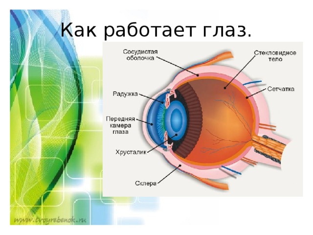 Как работает глаз схема