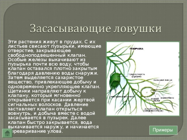 Эти растения живут в прудах. С их листьев свисают пузырьки, имеющие отверстие, закрывающее свободноподвешенный клапан. Особые железы выкачивают из пузырька почти всю воду, чтобы клапан оставался плотно закрытым благодаря давлению воды снаружи. Затем выделяется сахаристое вещество, привлекающее добычу и одновременно укрепляющее клапан. Щетинки направляют добычу к клапану, который мгновенно открывается при касании жертвой сигнальных волосков. Давление заставляет клапан открыться вовнутрь, и добыча вместе с водой засасывается в пузырек. Далее клапан быстро закрывается, вода выкачивается наружу, и начинается переваривание улова. Примеры 