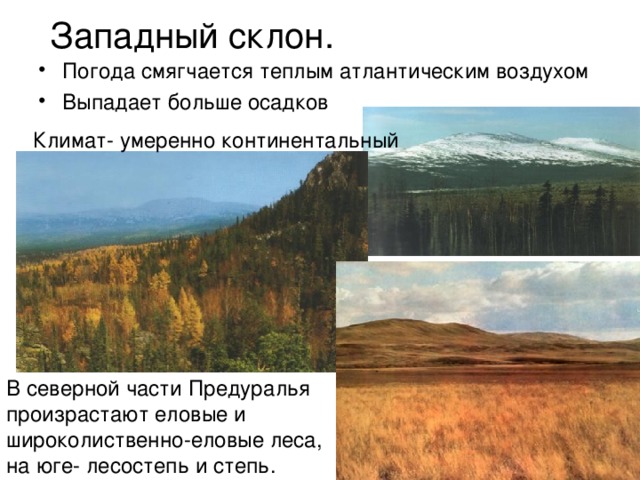 Западный склон. Погода смягчается теплым атлантическим воздухом Выпадает больше осадков Климат- умеренно континентальный В северной части Предуралья произрастают еловые и широколиственно-еловые леса, на юге- лесостепь и степь. 