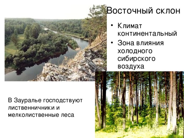 Восточный склон Климат континентальный Зона влияния холодного сибирского воздуха В Зауралье господствуют лиственничники и мелколиственные леса 