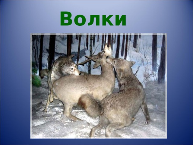 Волки 