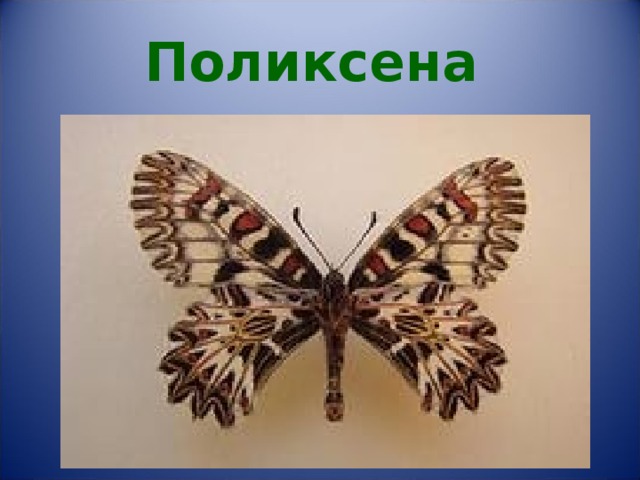 Поликсена 