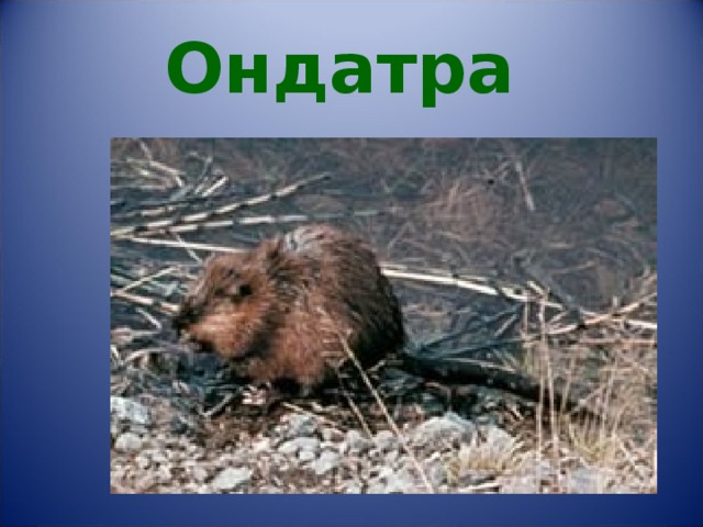 Ондатра 