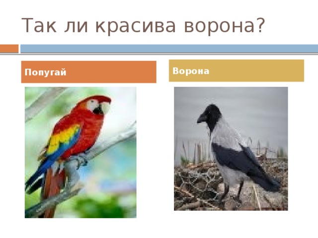 Так ли красива ворона? Ворона Попугай 