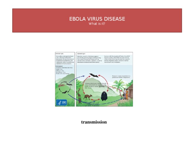 Transmission  EBOLA VIRUS DISEASE  What is it?   transmission 