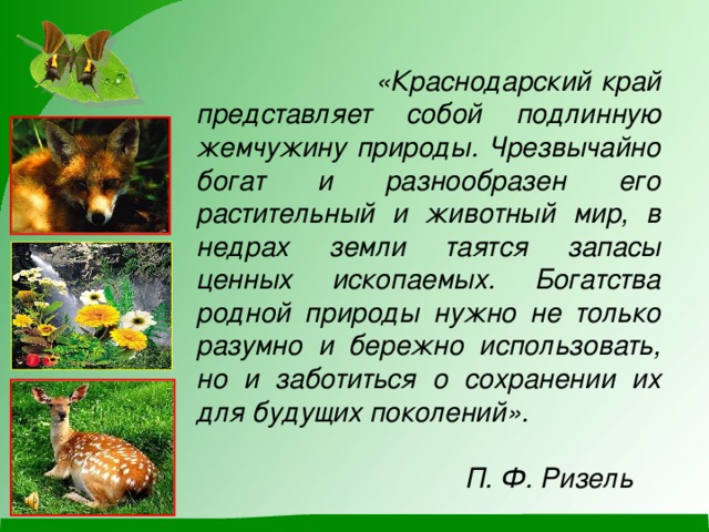 Мир краснодарского края. Животный мир Краснодарского края. Растительный и животный мир Краснодарского края. Животный мир Краснодарского края презентация. Животные Краснодарского края презентация.