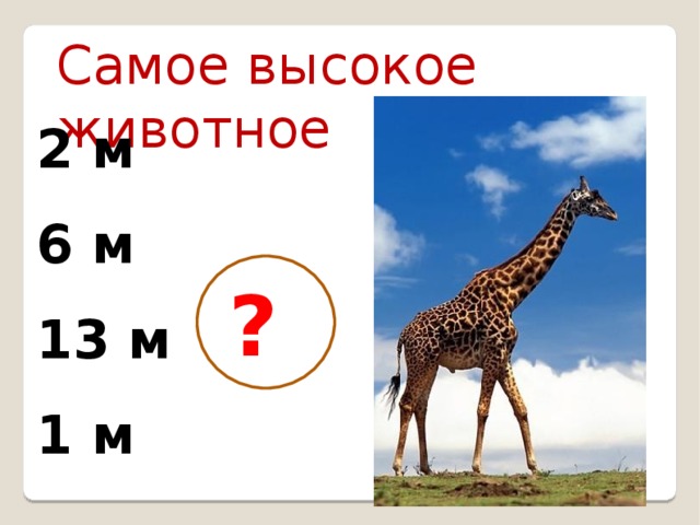  2 м 6 м 13 м 1 м Самое высокое животное  ? 