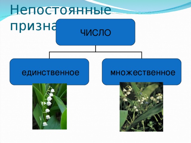 Непостоянные признаки: ЧИСЛО  единственное  множественное 