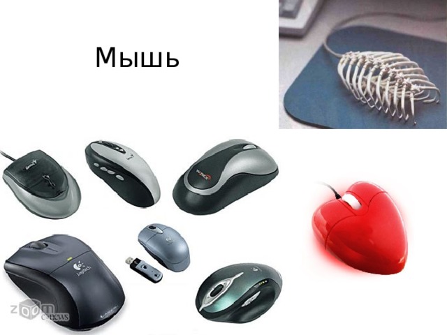Мышь 