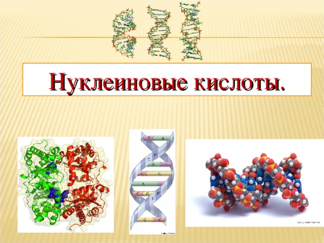 Нуклеиновые кислоты презентация 10 класс химия