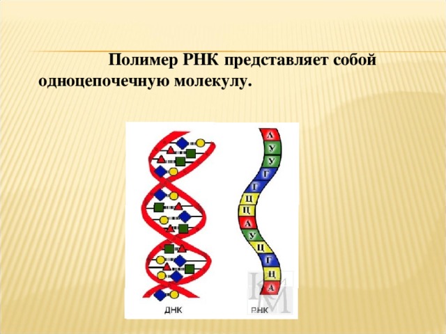 Молекула рнк представлена. РНК одноцепочечная молекула. РНК полимер. РНК представляет собой.