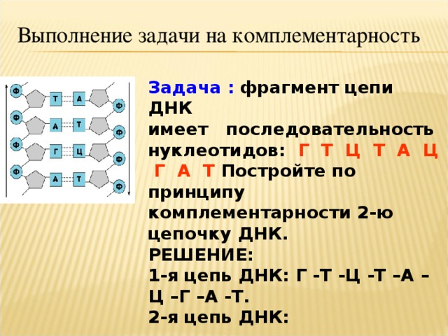 Составьте схему достроив комплементарную цепь днк аттгцггцт