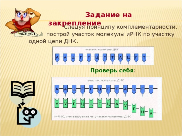 Составьте схему достроив комплементарную цепь днк аттгцггцт