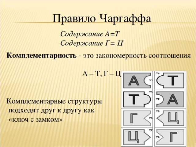 А т г ц. Принцип комплементарности правило Чаргаффа. Задачи на правило Чаргаффа и принцип комплементарности. Строение ДНК правило Чаргаффа. Правило Чаргаффа для ДНК.